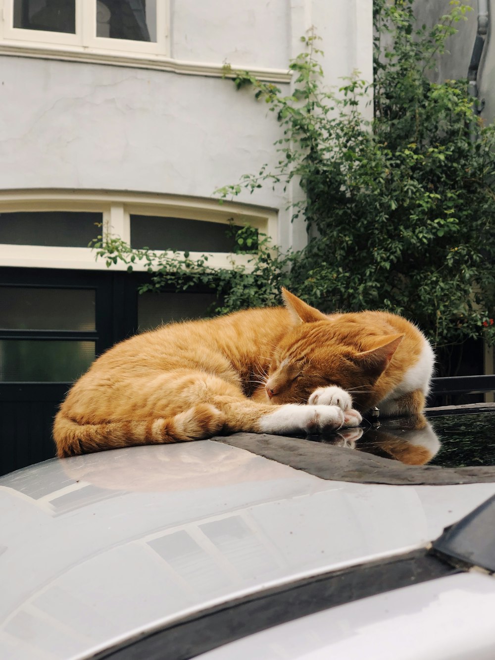 orange tabby cat lying on white table