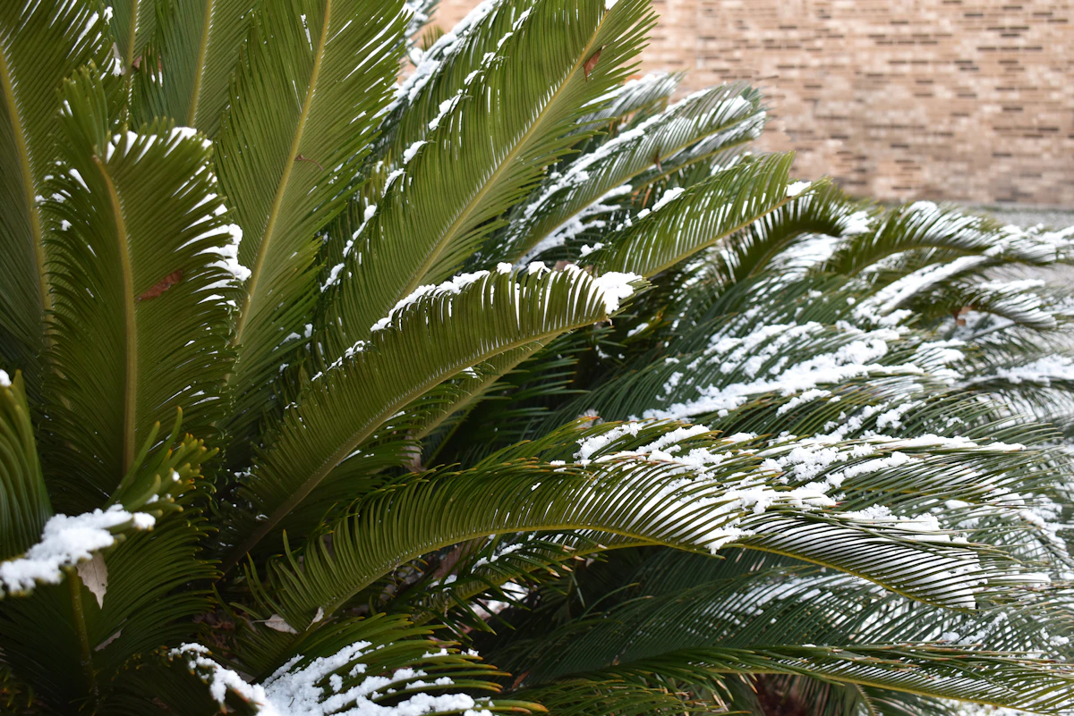 Snow resting on a sago palm in Pflugerville