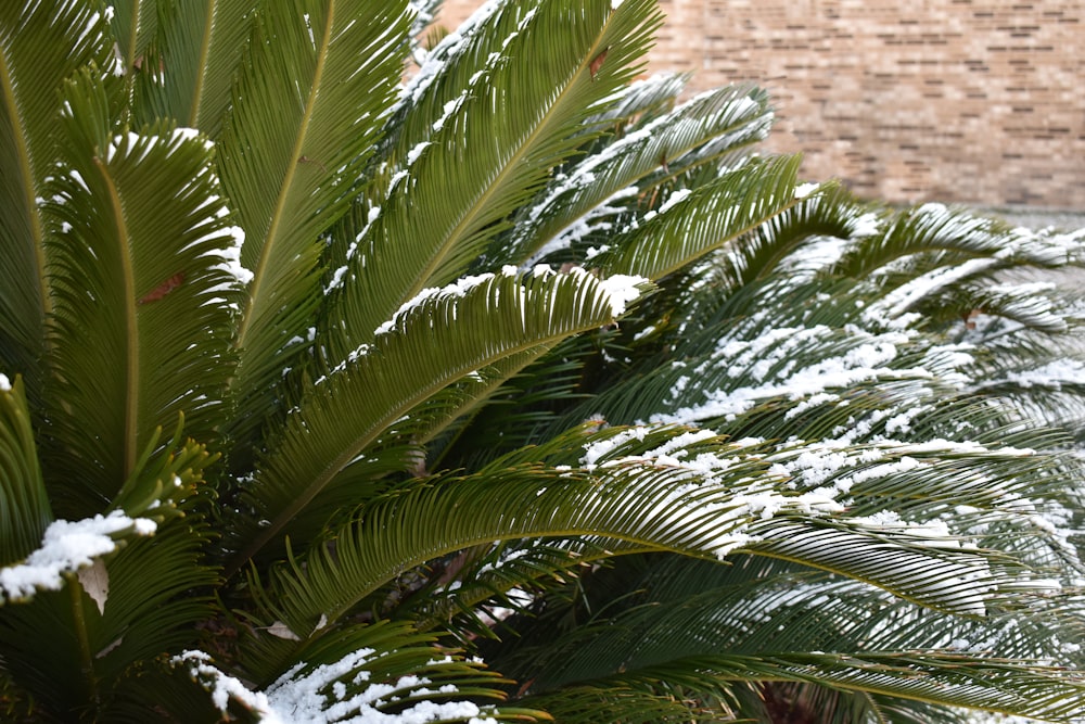Grüne Palme in der Nähe von brauner Ziegelmauer