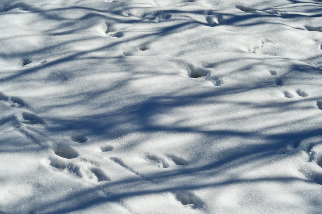 white snow covered field during daytime