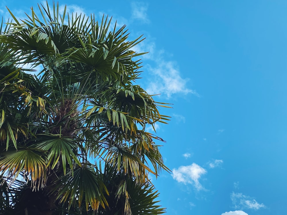 green palm tree under blue sky during daytime