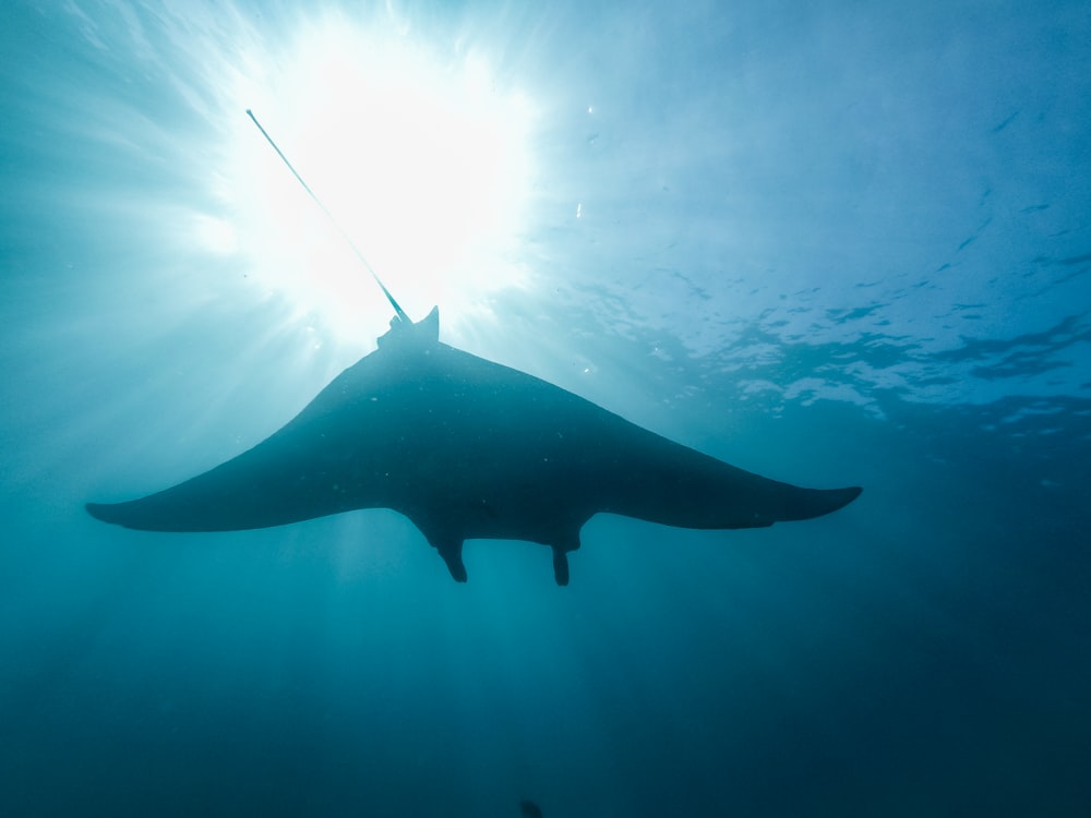 black shark under water during daytime