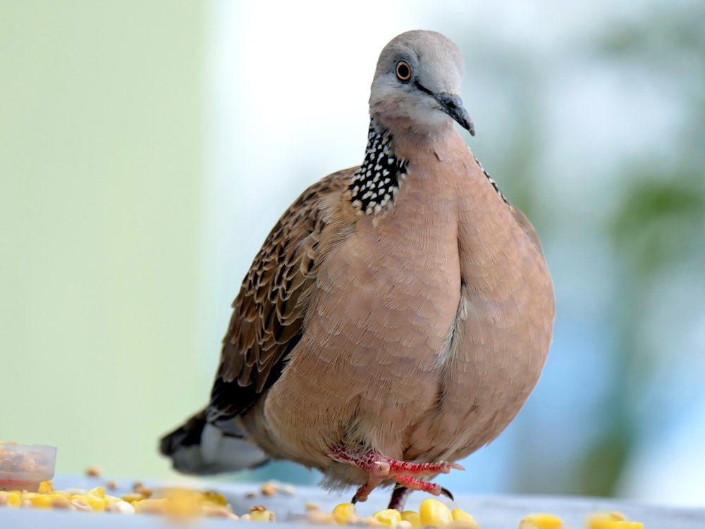 brown and black bird on white surface