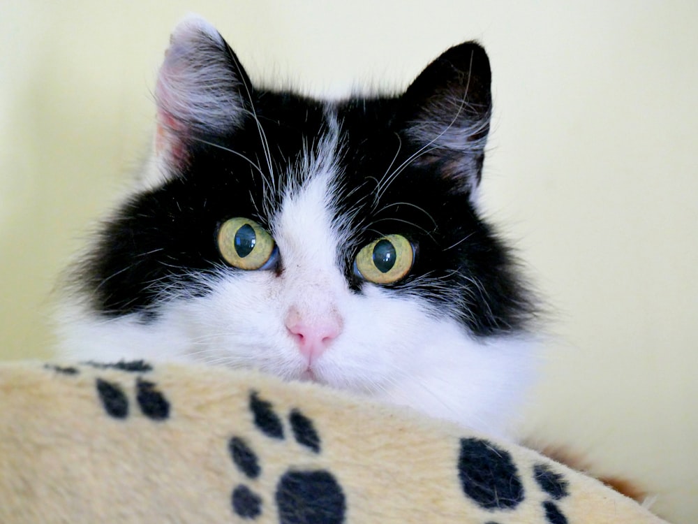 tuxedo cat on brown textile