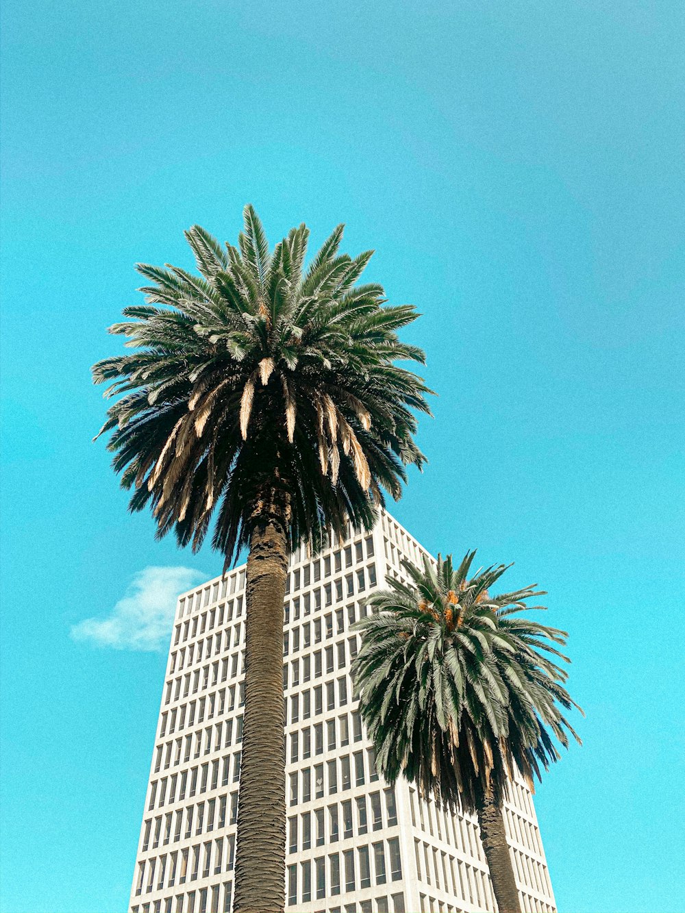 green palm tree near white concrete building