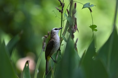 white and black bird on green plant stem