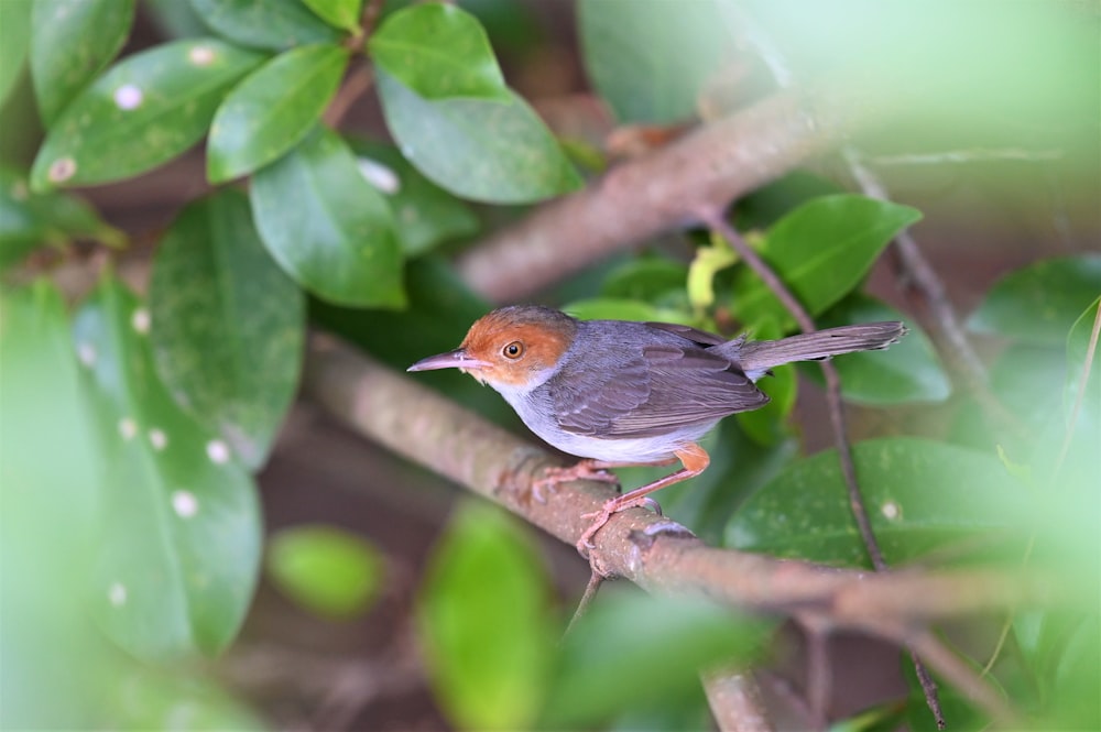 brown and gray bird on brown tree branch during daytime