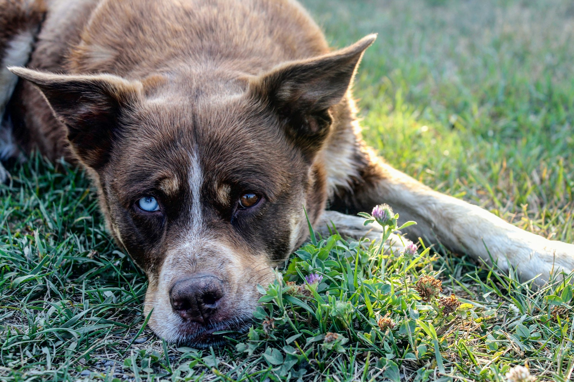 brown and white short coated dog lying on green grass during daytime