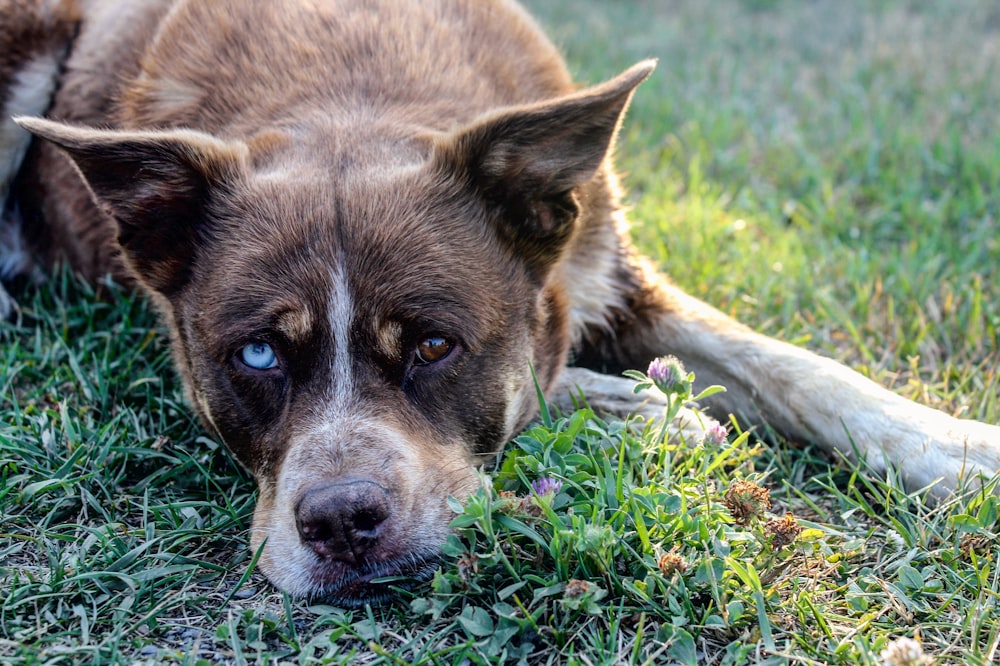 brown and white short coated dog lying on green grass during daytime