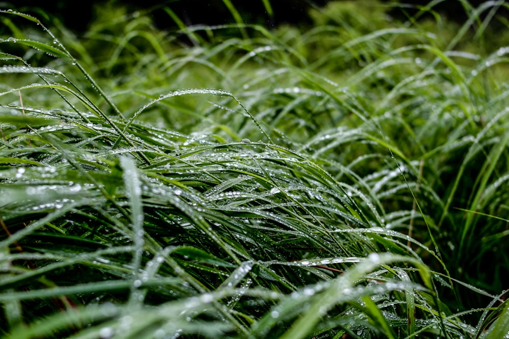 green grass in close up photography