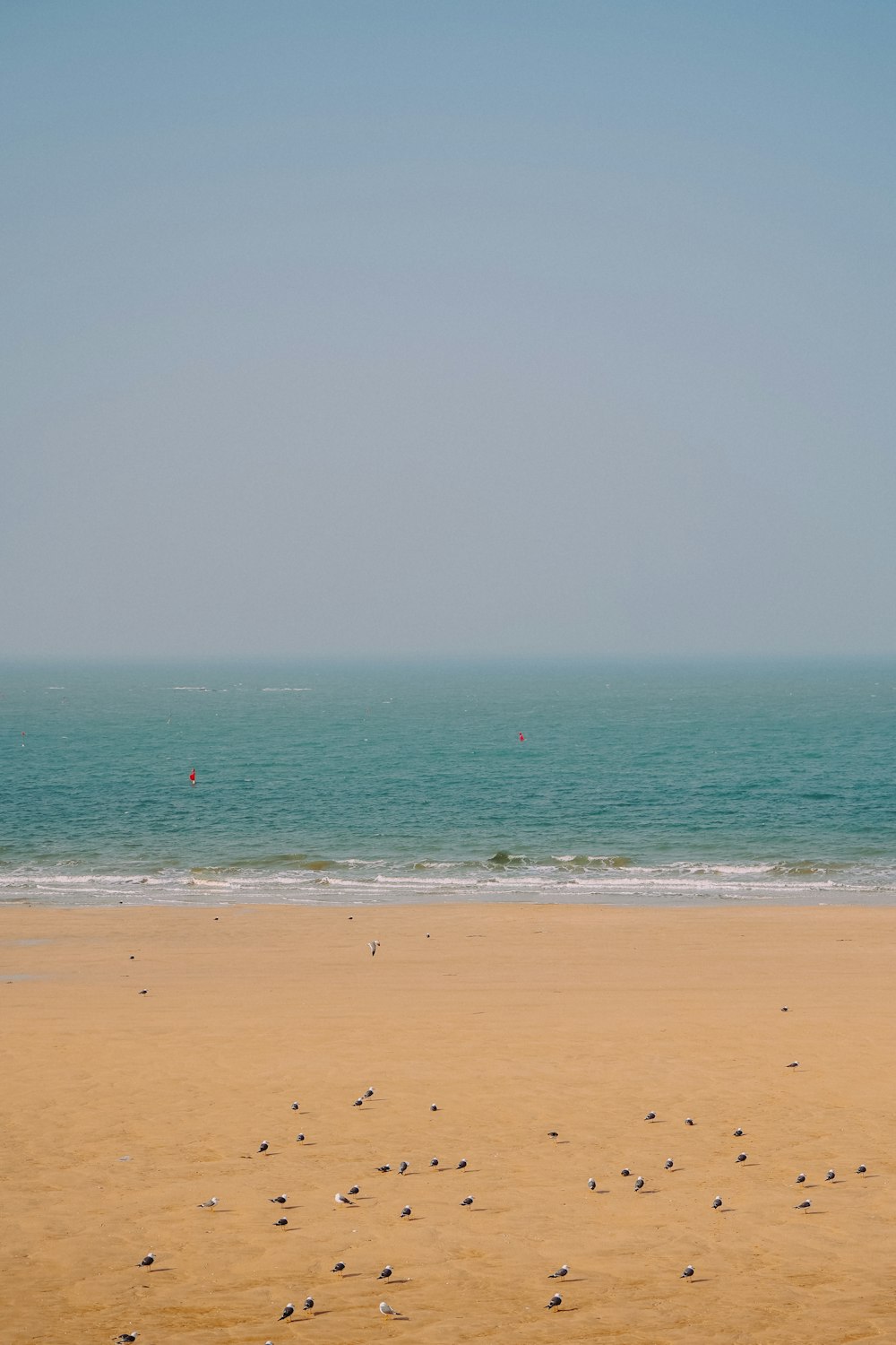 people on beach during daytime