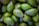 A close-up of fresh avocados on a wooden table.