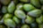 A pile of fresh, green avocados with varying textures and shades. The avocados are closely packed together, displaying their smooth to slightly rugged skins.