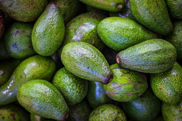 A pile of fresh, green avocados with varying textures and shades. The avocados are closely packed together, displaying their smooth to slightly rugged skins.