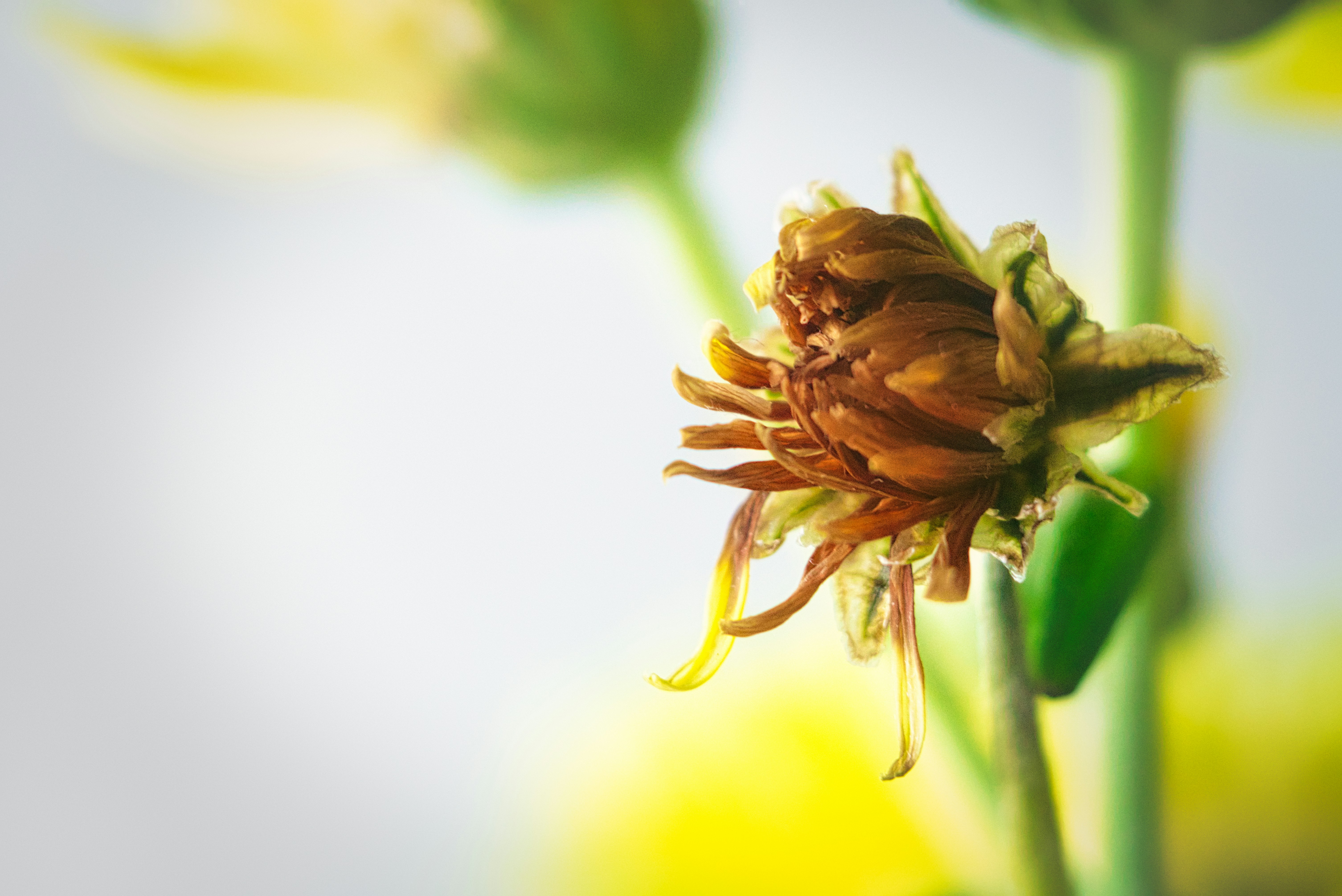 dying yellow flower in macro lens photography