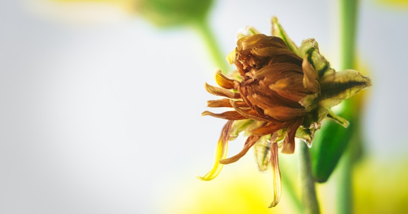 dying yellow flower in macro lens photography