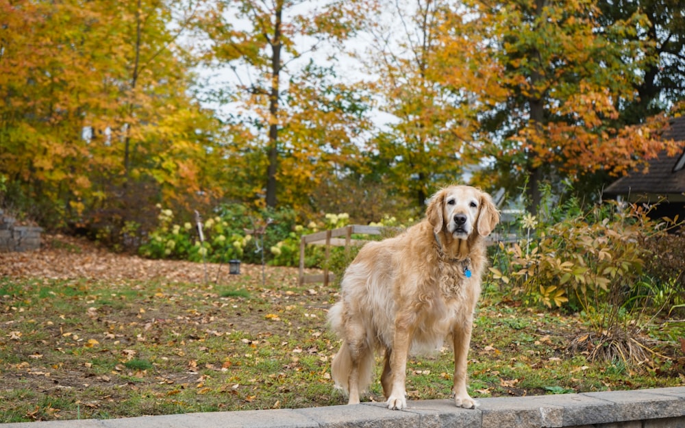 golden retriever walking on dirt road during daytime