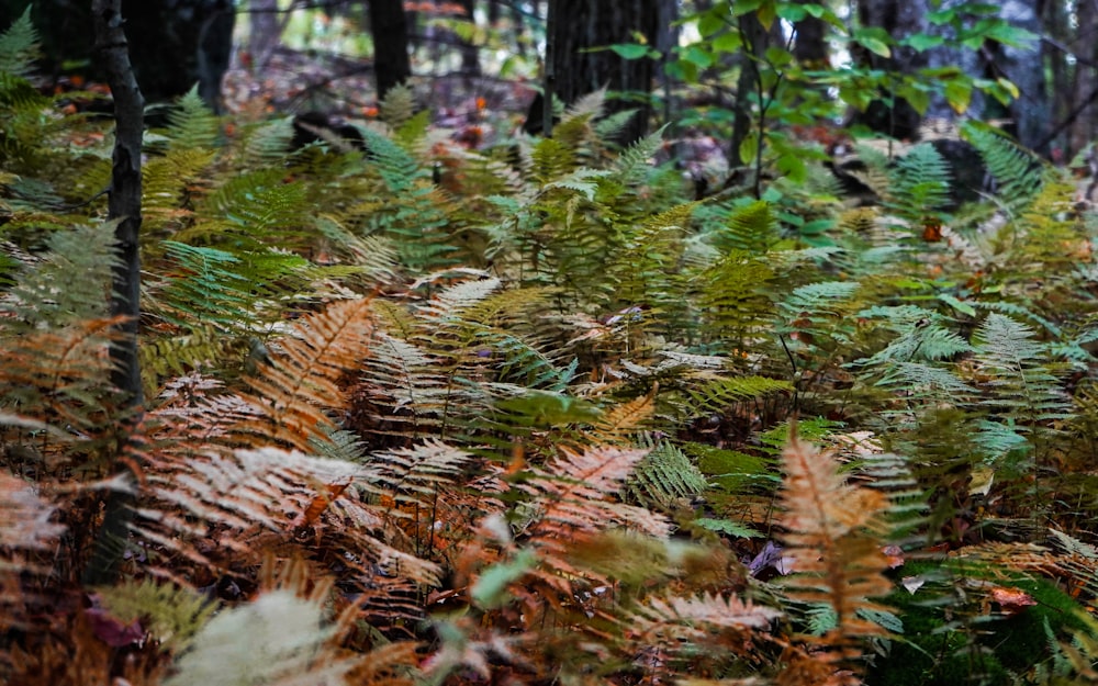 green and brown grass and brown dried leaves