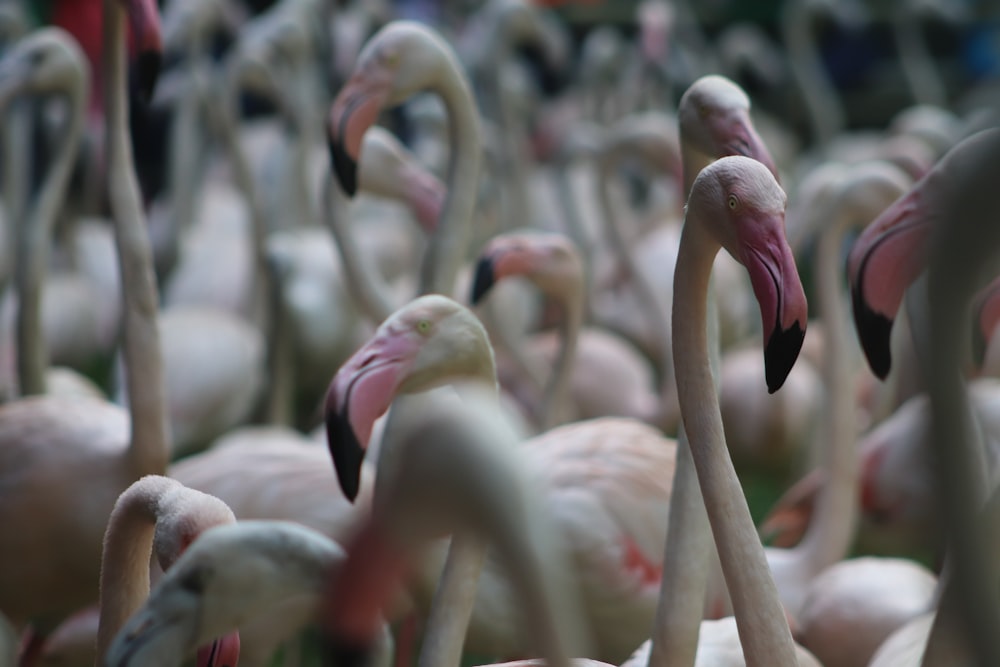 Flamingoschwarm tagsüber