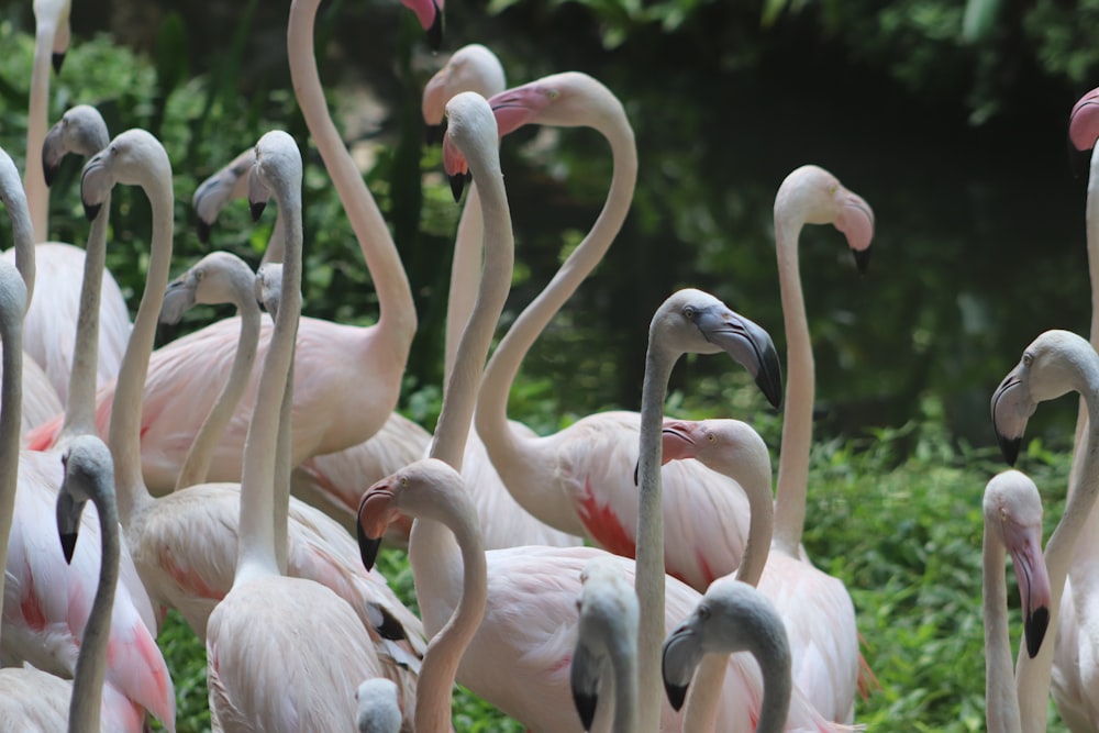 flock of flamingos during daytime