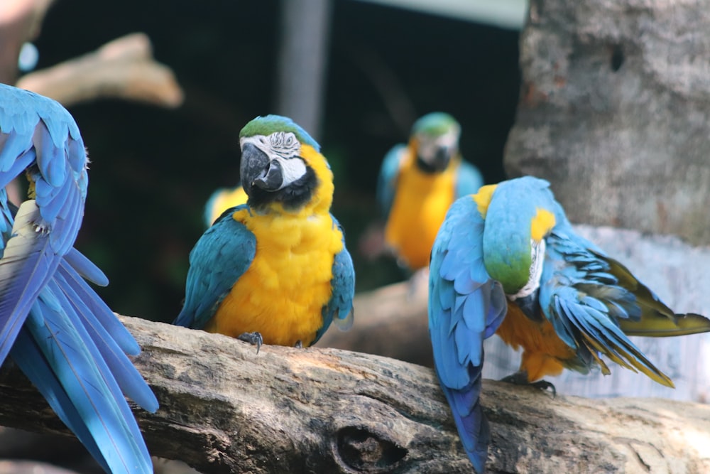 safari world animal feeding