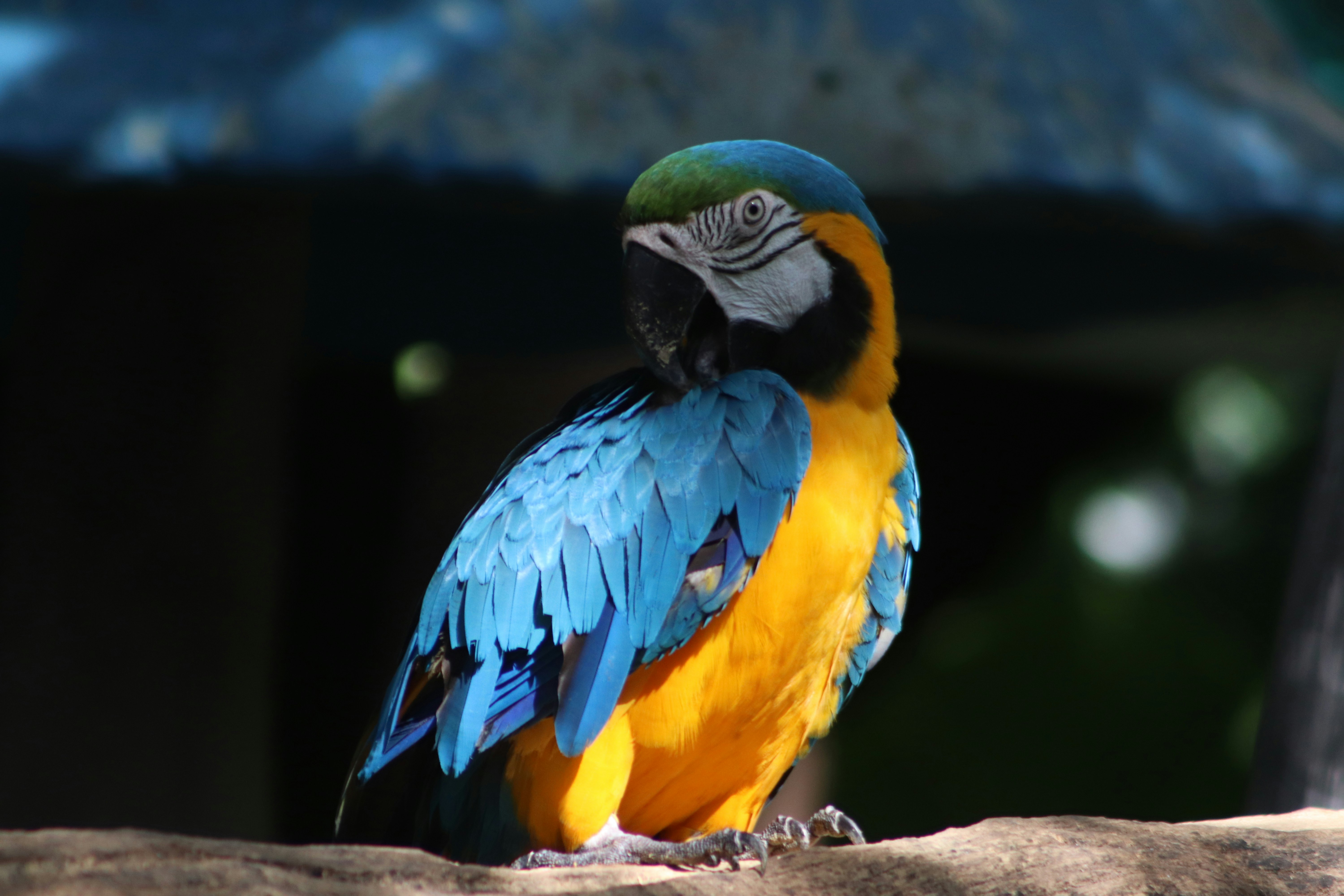 blue yellow and green parrot