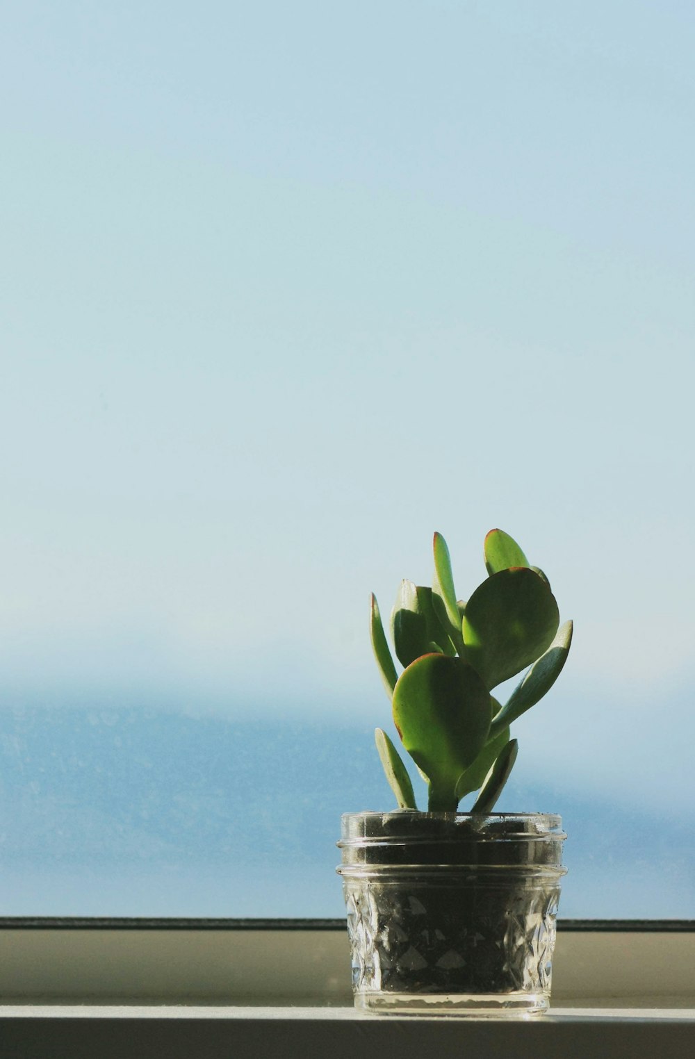 green plant in clear glass jar