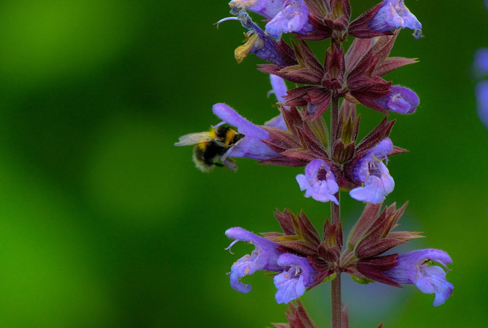 Schwarze und gelbe Biene auf lila Blume