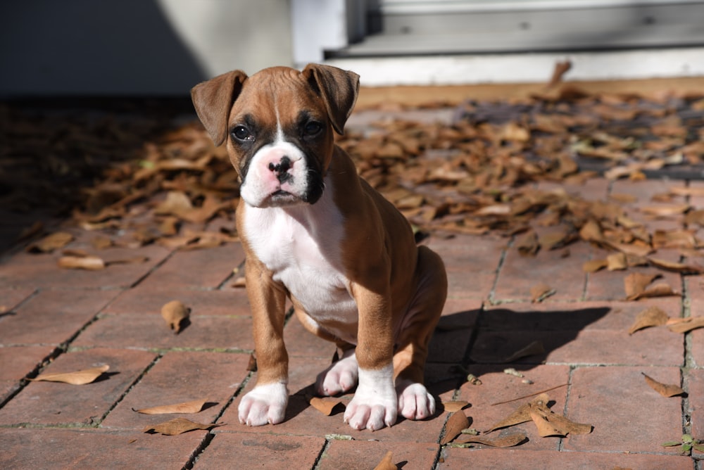 brown and white short coated dog sitting on brown concrete floor during daytime