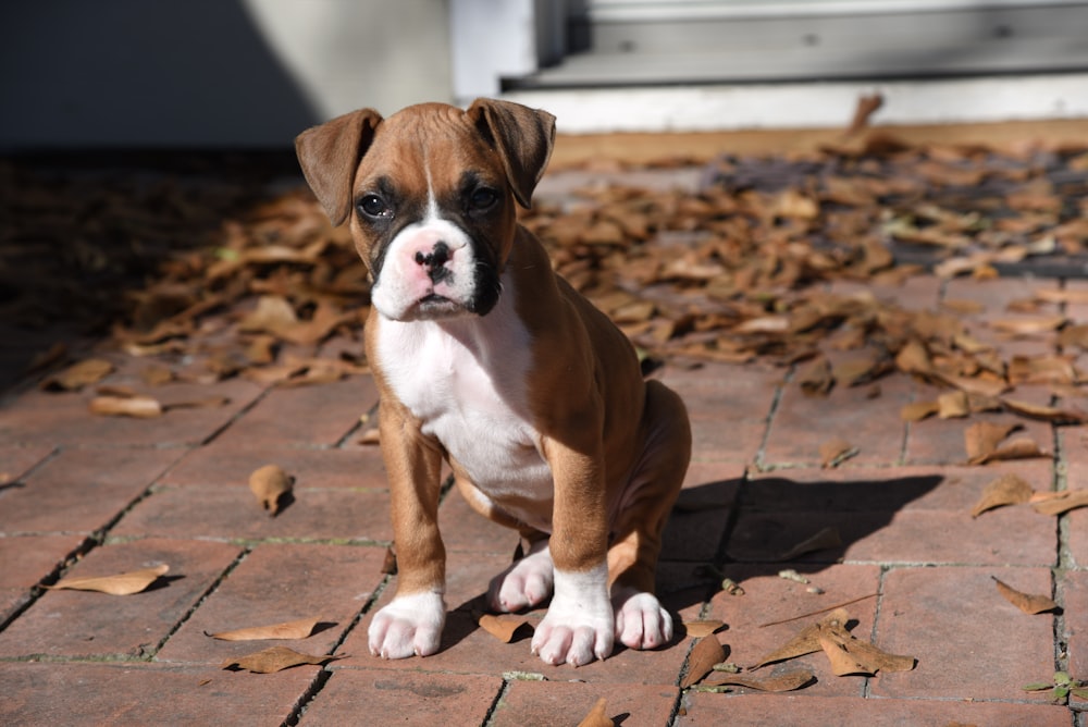 1000+ Boxer Dog Pictures | Download Free Images on Unsplash