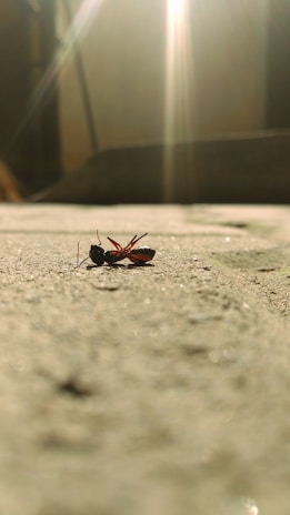 black and red insect on gray concrete floor