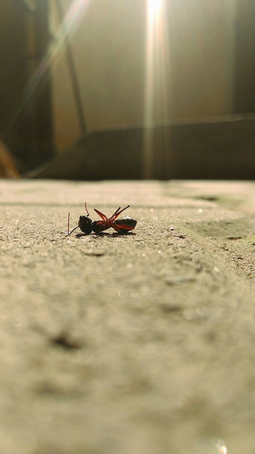 회색 콘크리트 바닥에 검은 색과 빨간색 곤충