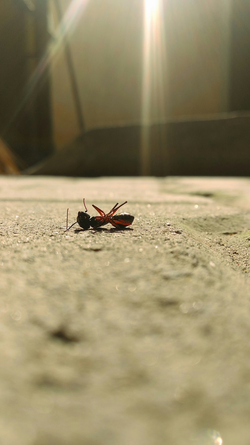 Insecte noir et rouge sur sol en béton gris