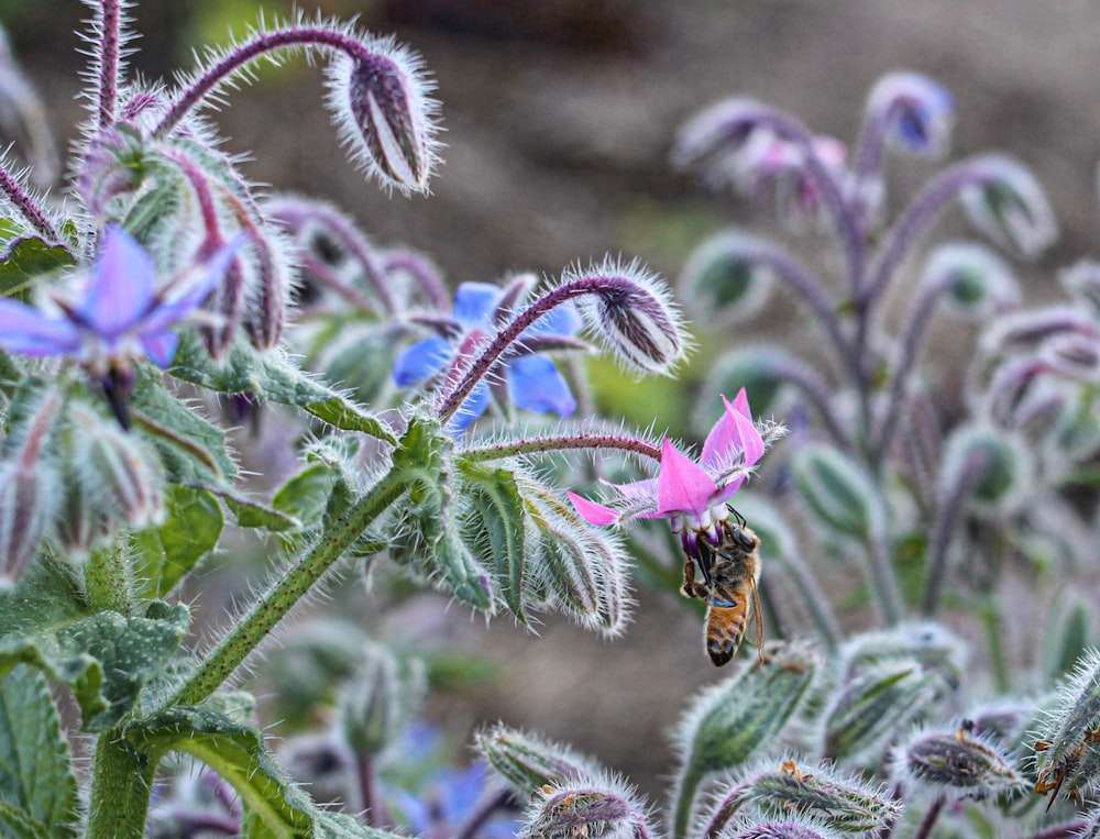 abeille noire et jaune sur fleur violette