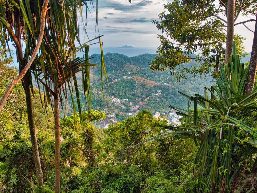 green trees on mountain under white clouds during daytime