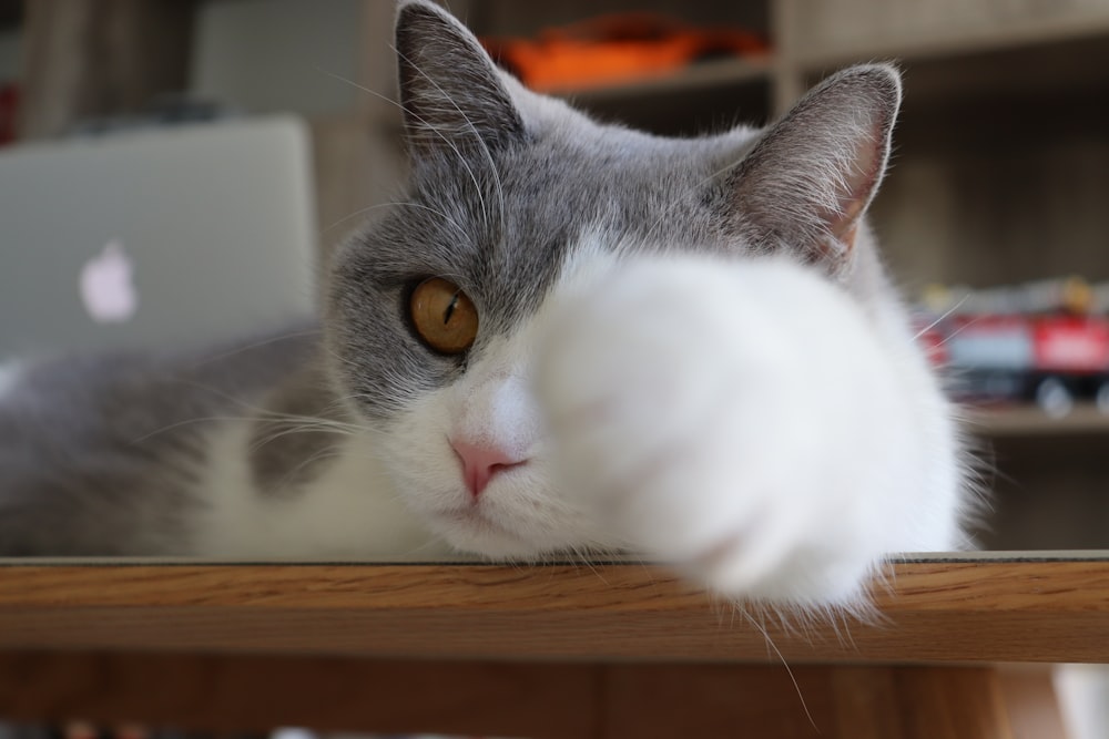 russian blue cat on brown wooden table