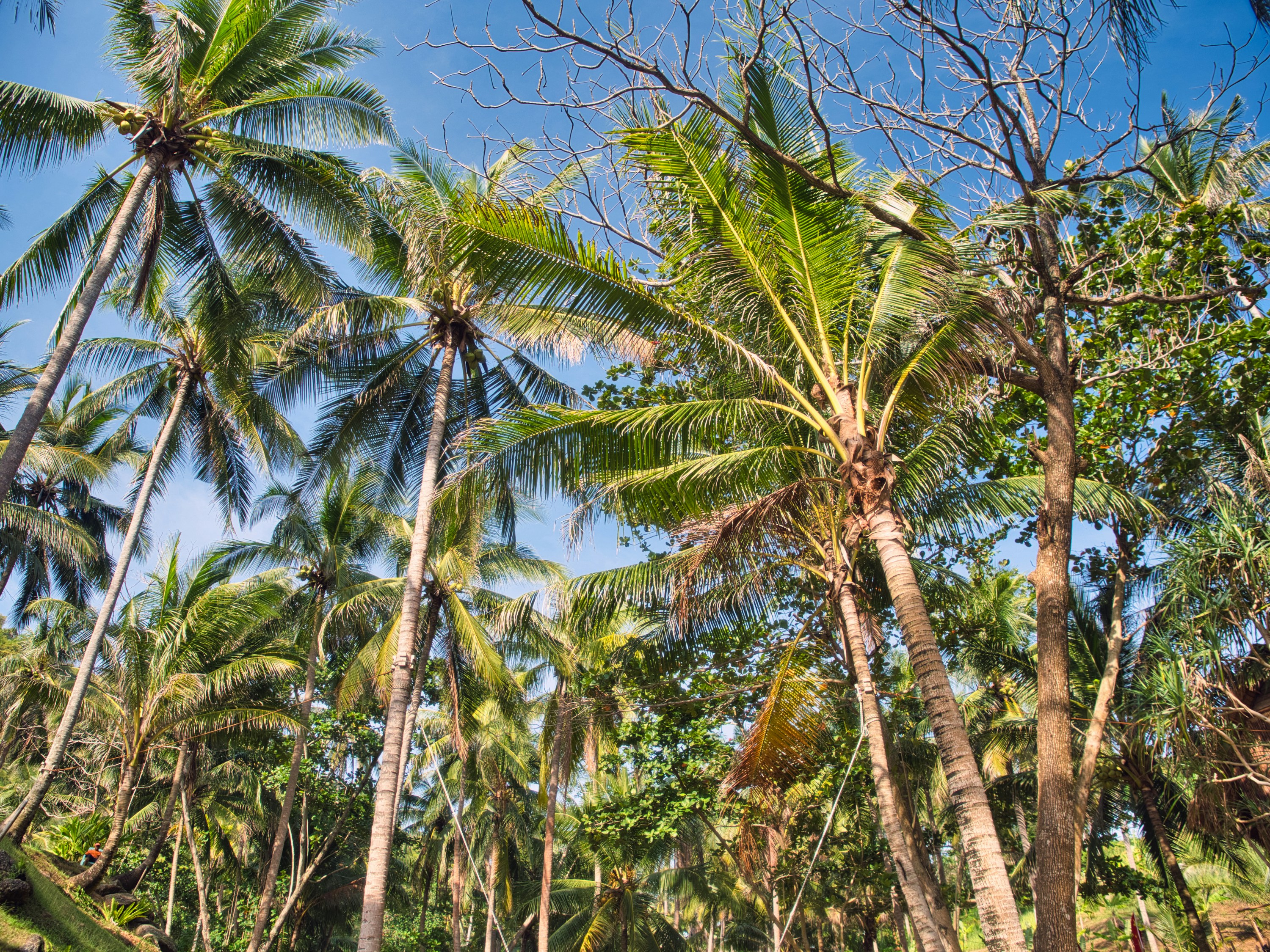 Fairways winding through coconut groves at Santiburi Samui Country Club