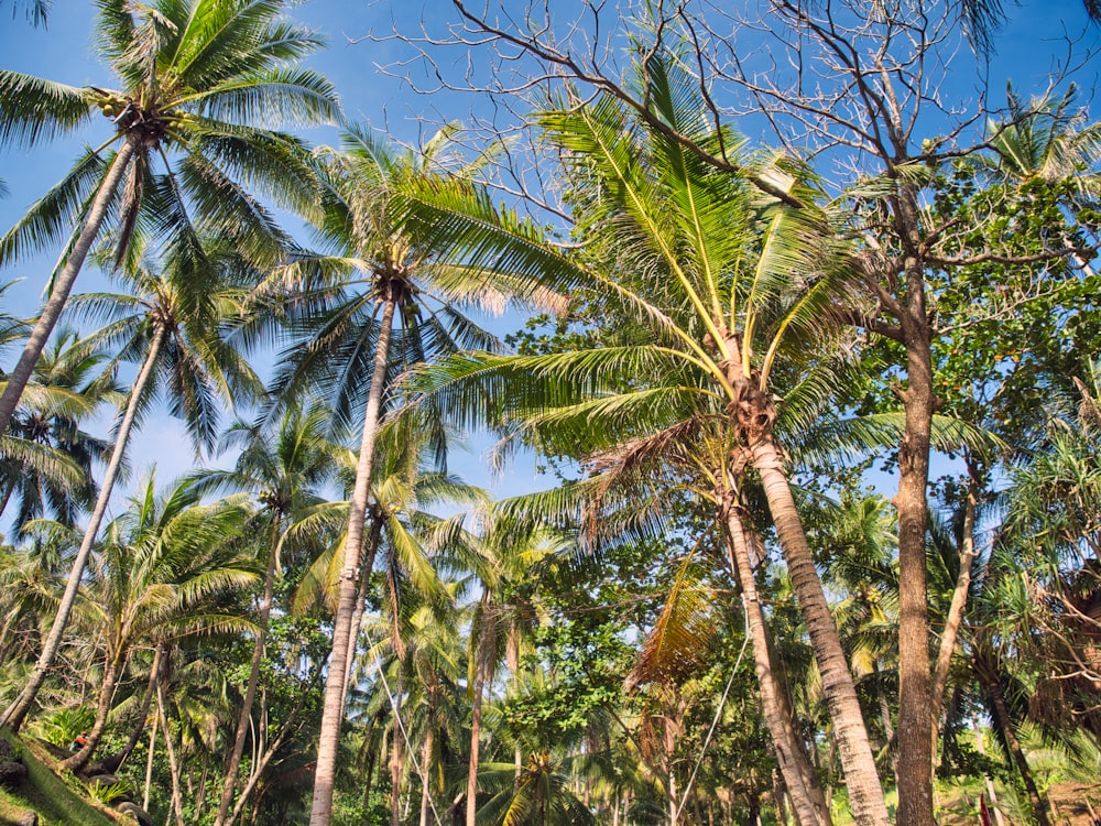 green coconut trees under blue sky during daytime