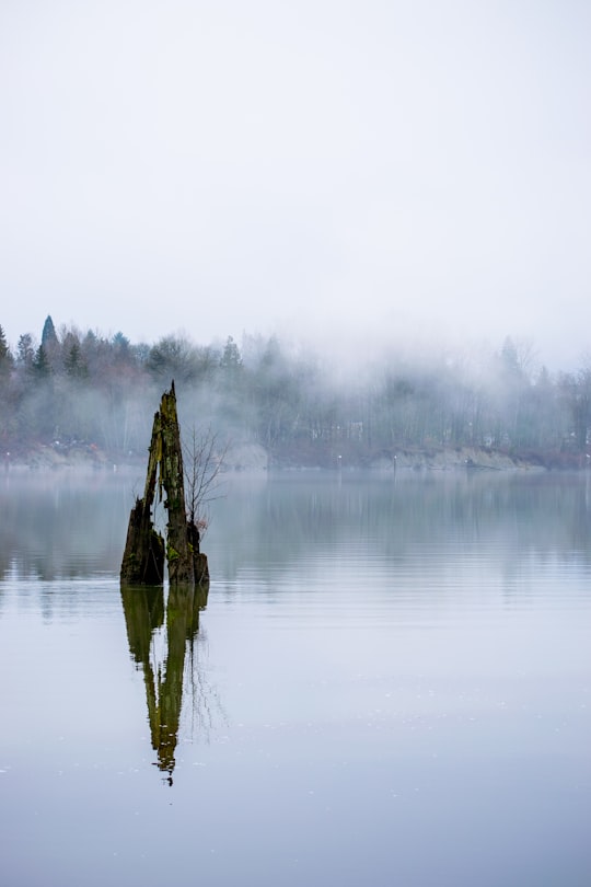 green tree on body of water during foggy weather in Langley Canada