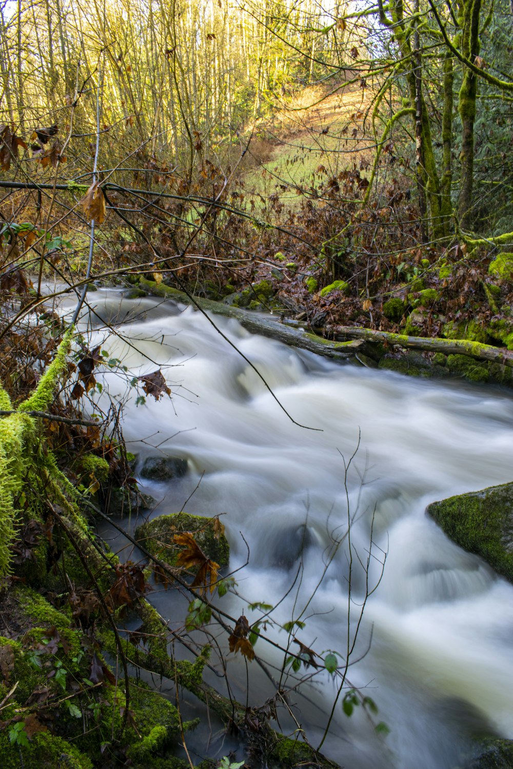 river in the middle of trees