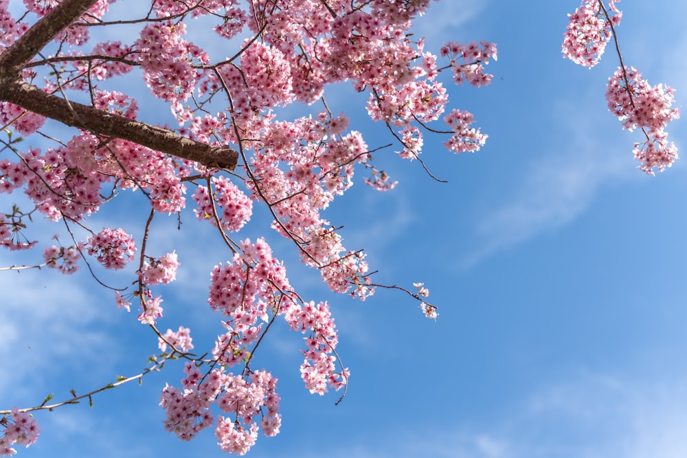 flor de cerejeira rosa sob o céu azul durante o dia
