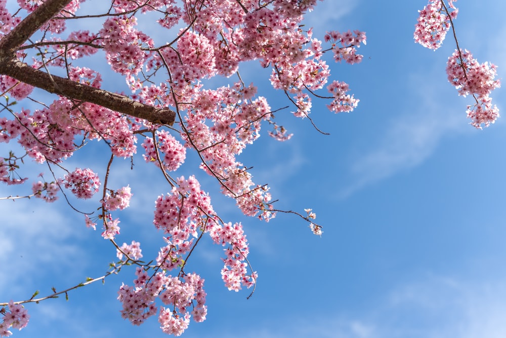 pink cherry blossom under blue sky during daytime