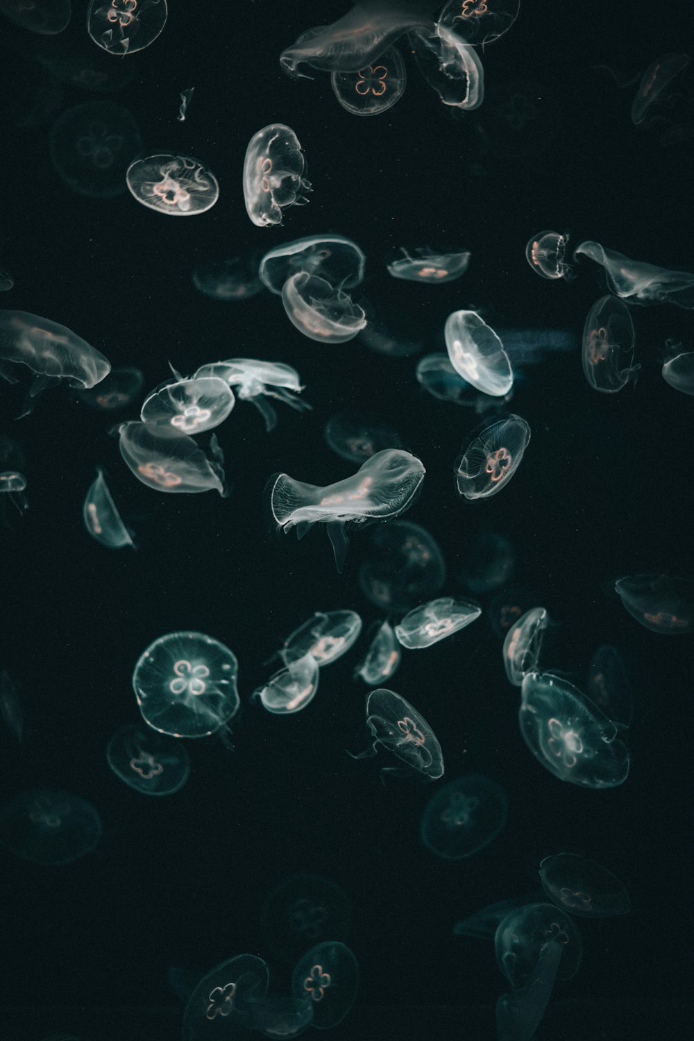 white and black jellyfish on water