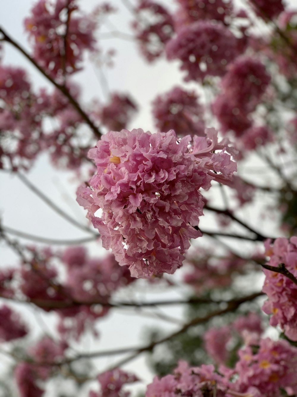 pink flower in tilt shift lens