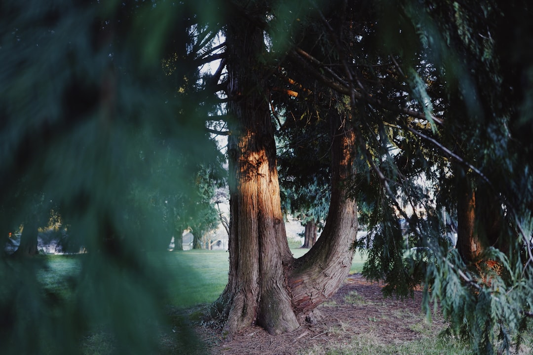 Old-growth forest photo spot Vancouver Canada