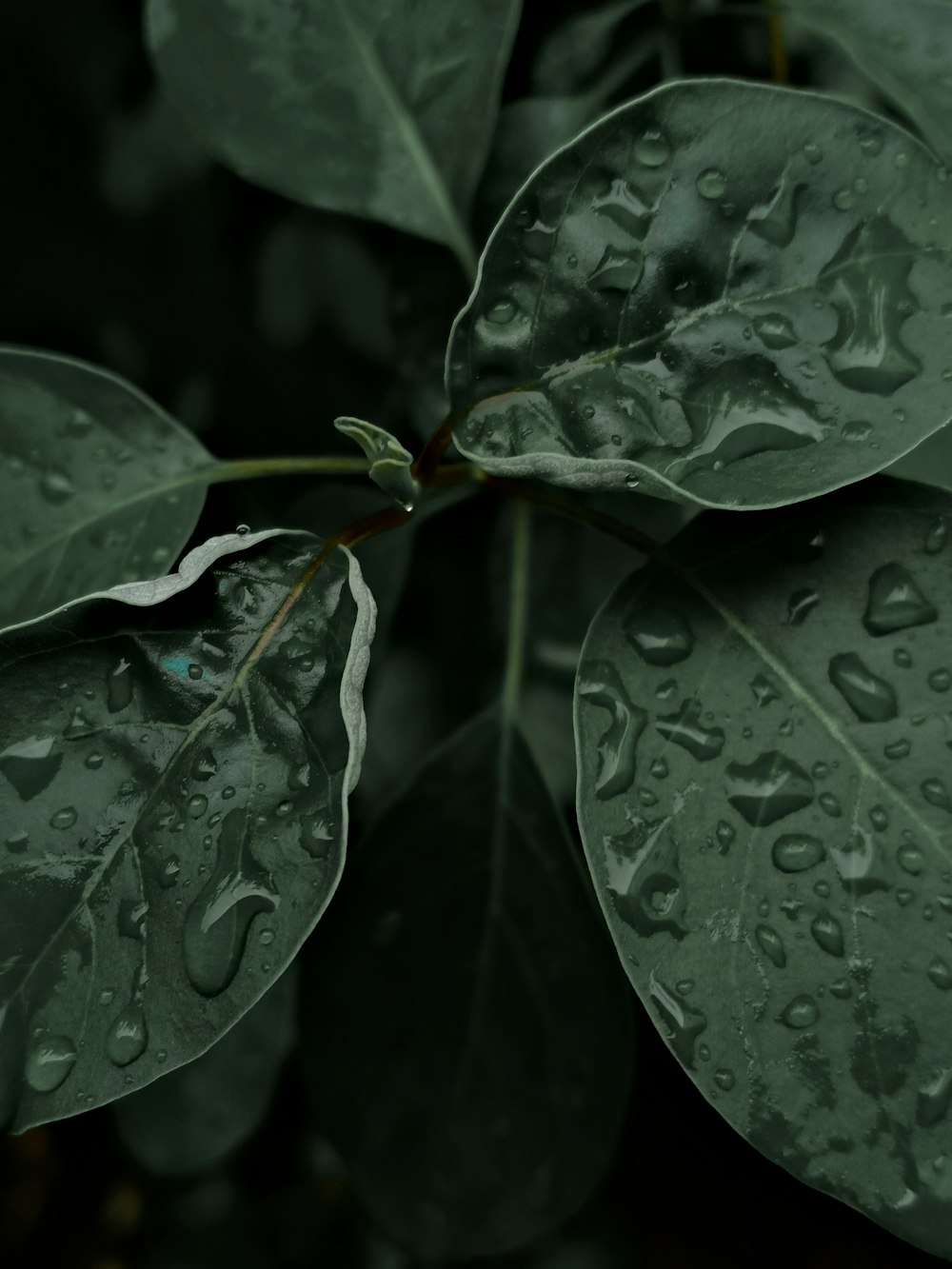 water droplets on green leaf