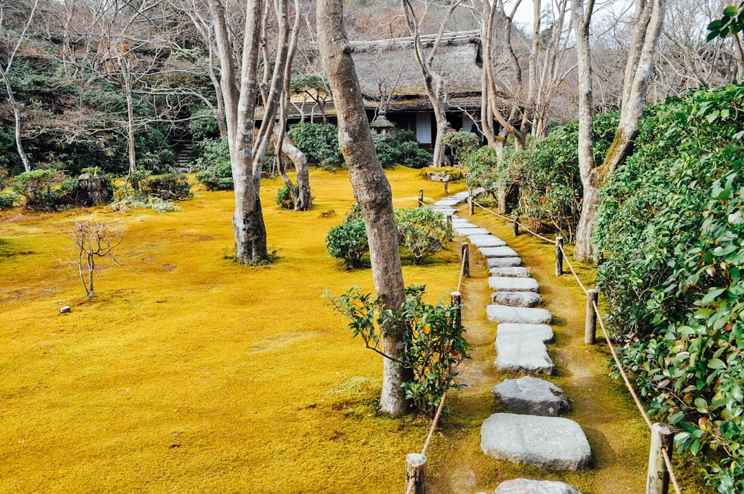 Nature reserve photo spot Kyoto Japan