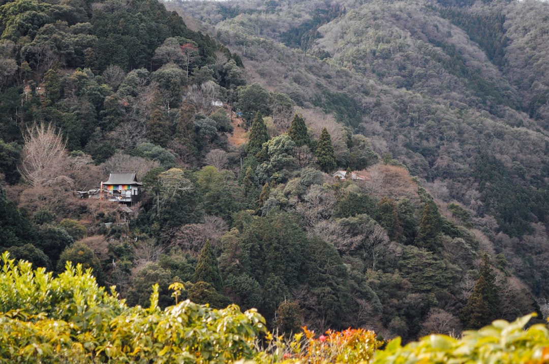 Tropical and subtropical coniferous forests photo spot Kyoto Mount Kurama