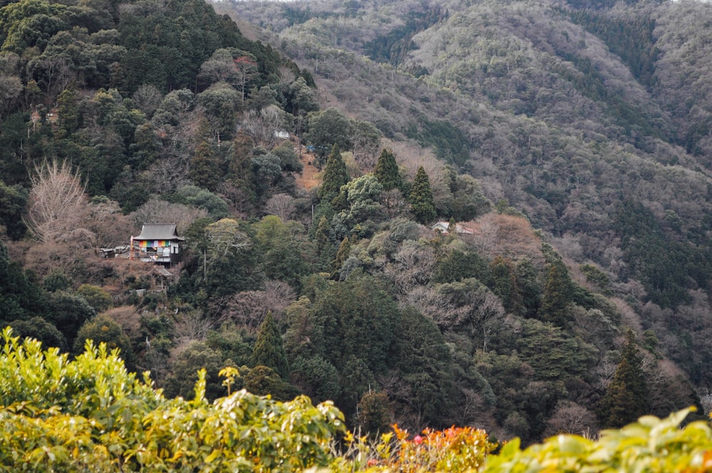 green trees on mountain during daytime