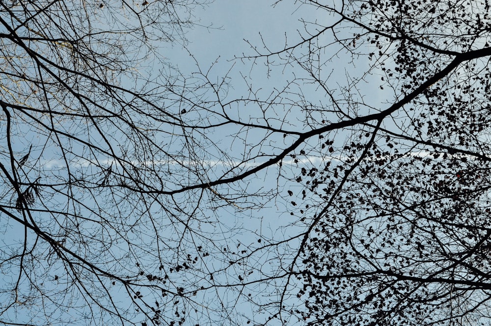 bare tree under blue sky during daytime